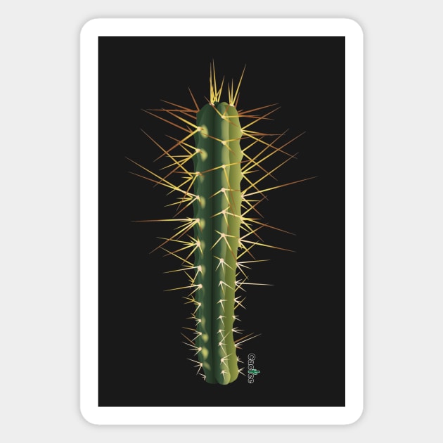 Trichocereus Bridgesii Magnet by Cactee